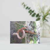 St. Ives de Ketting van de Boot Briefkaart (Staand voorkant)