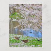 St James's Park London UK Briefkaart (Voorkant)