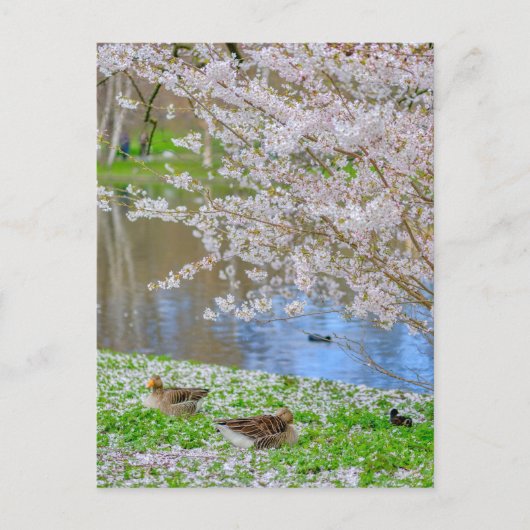 St James's Park London UK Briefkaart (Voorkant)