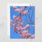 St James's Park London UK Briefkaart (Voorkant / Achterkant)