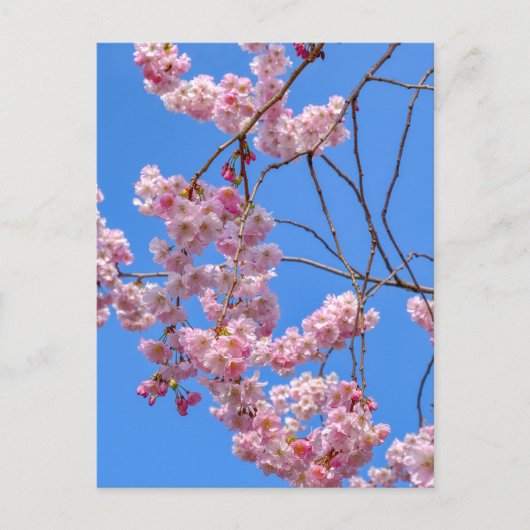 St James's Park London UK Briefkaart (Voorkant)