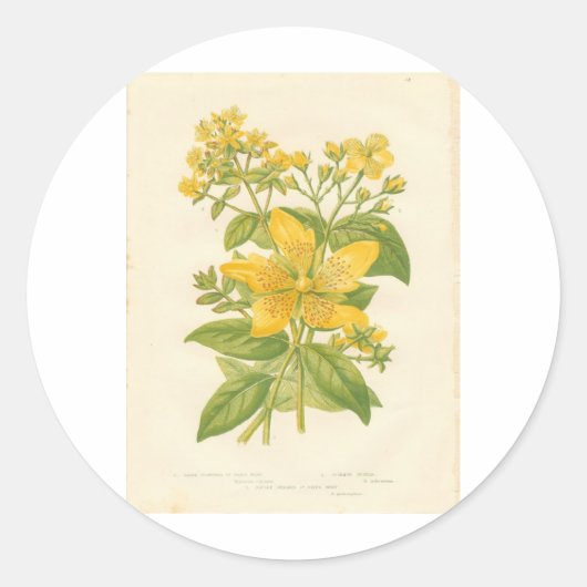 St. Janskruid, Botanische bloemenprint Sticker (Voorkant)