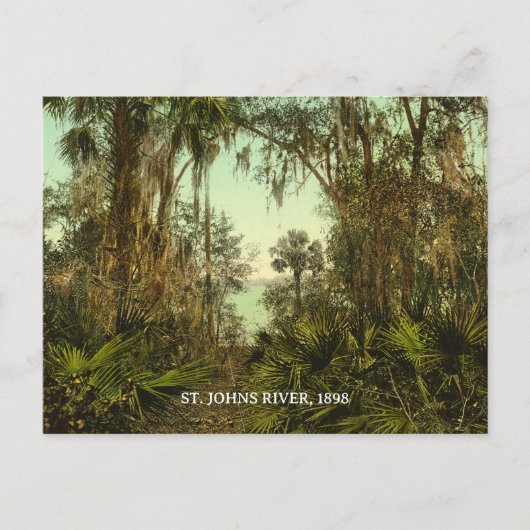 St. Johns River Florida 1898 Foto Briefkaart (Voorkant)