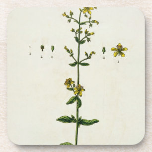 St. John's Wort, bord 15 uit 'A Curious Herbal', Bier Onderzetter