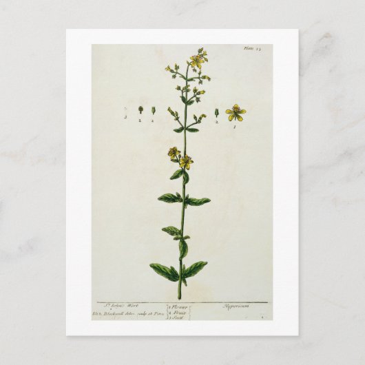 St. John's Wort, bord 15 uit 'A Curious Herbal', Briefkaart (Voorkant)