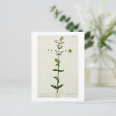St. John's Wort, bord 15 uit 'A Curious Herbal', Briefkaart (Staand voorkant)