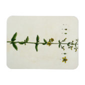 St. John's Wort, bord 15 uit 'A Curious Herbal', Magneet (Horizontaal)