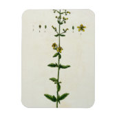 St. John's Wort, bord 15 uit 'A Curious Herbal', Magneet (Verticaal)