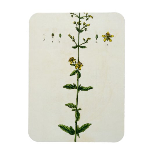 St. John's Wort, bord 15 uit 'A Curious Herbal', Magneet (Verticaal)