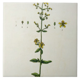 St. John's Wort, bord 15 uit 'A Curious Herbal', Tegeltje