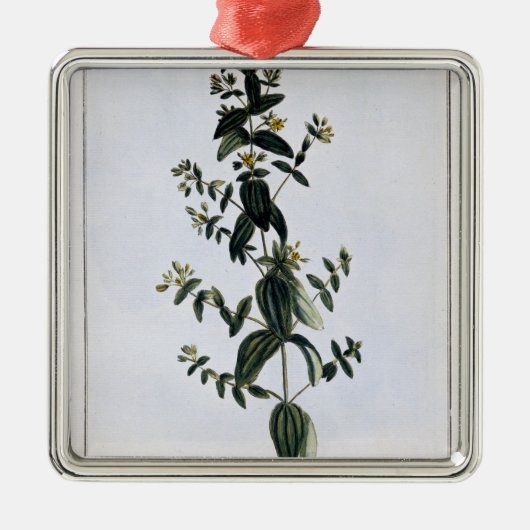 St. John's Wort, bord 62, van 'Collectie Precie' Metalen Ornament (Voorkant)