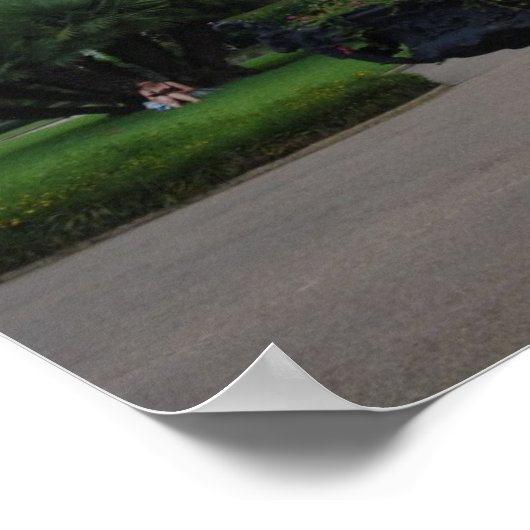 St. Louis Cathedral, New Orleans Poster (Hoek)