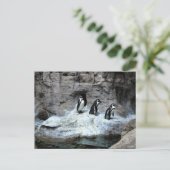 St. Louis Zoo 2009 Briefkaart (Staand voorkant)