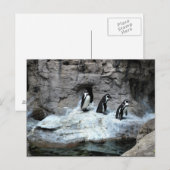 St. Louis Zoo 2009 Briefkaart (Voorkant / Achterkant)