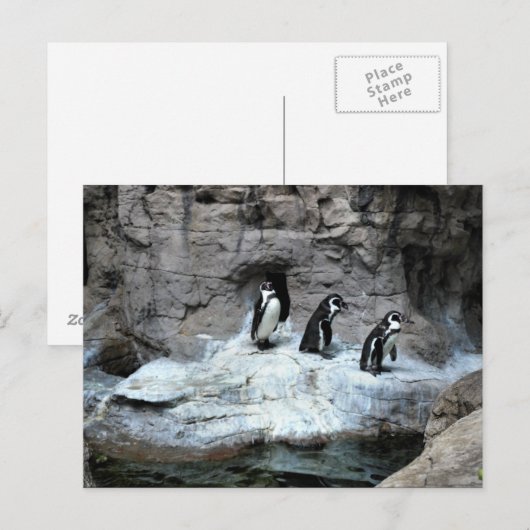 St. Louis Zoo 2009 Briefkaart (Voorkant / Achterkant)