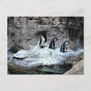 St. Louis Zoo 2009 Briefkaart