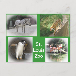 St. Louis Zoo Briefkaart