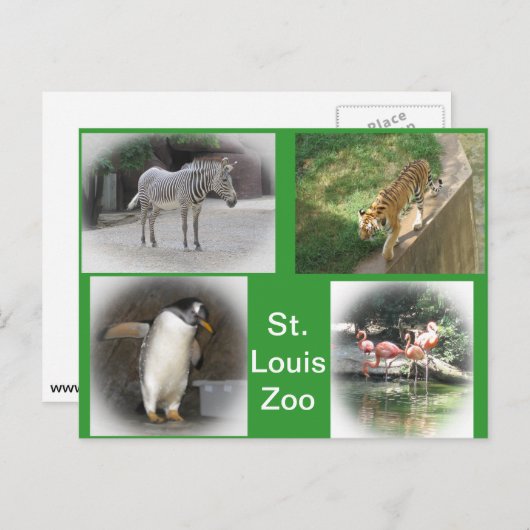 St. Louis Zoo Briefkaart (Voorkant / Achterkant)