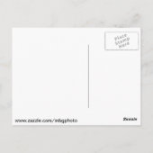 St. Louis Zoo Briefkaart (Achterkant)