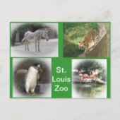 St. Louis Zoo Briefkaart (Voorkant)