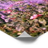 St. Louis Zoo Poster (Hoek)