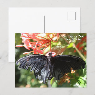 St. Louis Zoo Vlinder Ansichtkaart Briefkaart