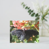St. Louis Zoo Vlinder Ansichtkaart Briefkaart (Staand voorkant)