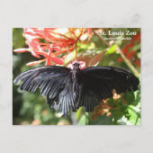 St. Louis Zoo Vlinder Ansichtkaart Briefkaart (Voorkant)