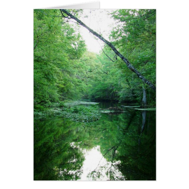 St. Marks River (Voorkant)