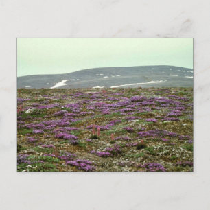 St. Matthew Island, Blackish (of Paars) Oxytrope Briefkaart