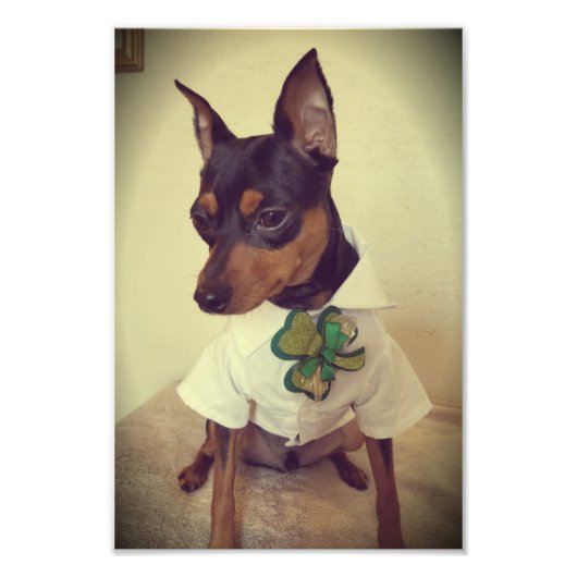 St. Min Pin Foto Afdruk (Voorkant)