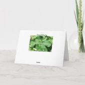 St.Paddy Kaart (Achterkant)