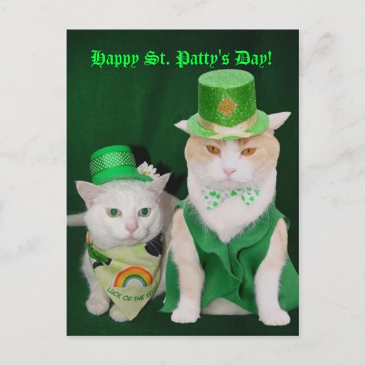 St. Patrick Katten Briefkaart (Voorkant)