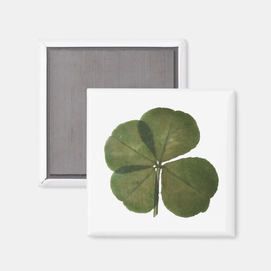 St Patrick Real 4 Leaf Clover Get Lucky Magnet (Voorkant / Achterkant)