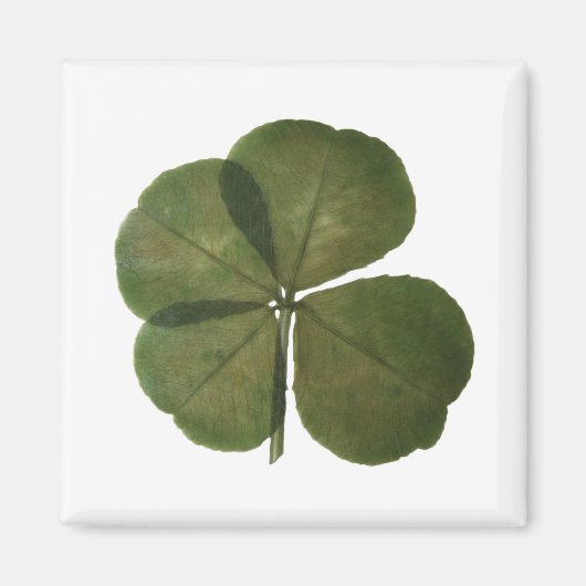 St Patrick Real 4 Leaf Clover Get Lucky Magnet (Voorkant)
