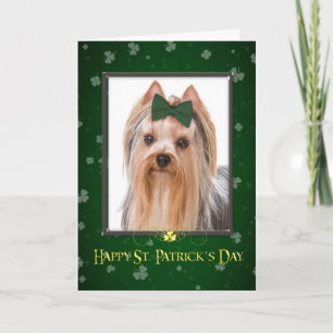 St. Patrick van Yorkie de Kaart van de Dag