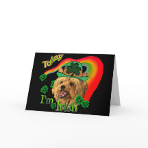 St. Patrick Yorkshire Terrier