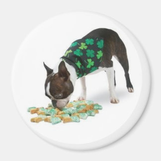 St. Patrick's Day Boston Terrier magneet
