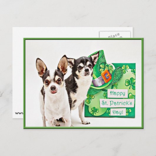 St. Patrick's Day Chihuahua's Briefkaart (Voorkant / Achterkant)