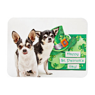 St. Patrick's Day Chihuahua's Magneet