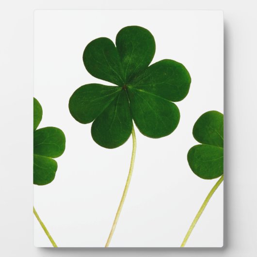 st patricks day clover shamrock fotoplaat (Voorkant)