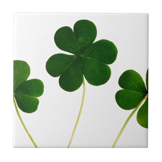 st patricks day clover shamrock tegeltje (Voorkant)