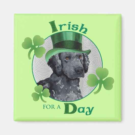 St. Patrick's Day Curly-Coated Retriever Magneet (Voorkant)