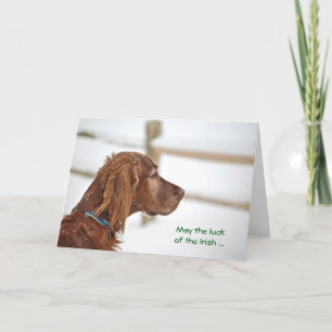St. Patrick's Day Irish Setter Kaart
