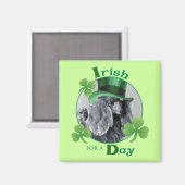 St. Patrick's Day Miniature Poodle Magneet (Voorkant / Achterkant)