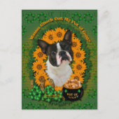 St Patricks - Pot of Gold - Boston Terrier Briefkaart (Voorkant)
