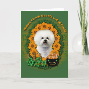 St Patricks - Pot van Goud - Bichon Frise Kaart