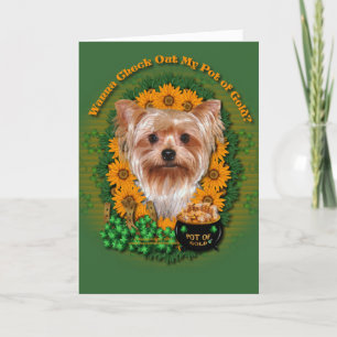 St Patricks - Pot van Goud - Yorkshire Terrier Kaart