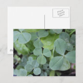 St Pattys Day Clover Mix Briefkaart (Voorkant / Achterkant)