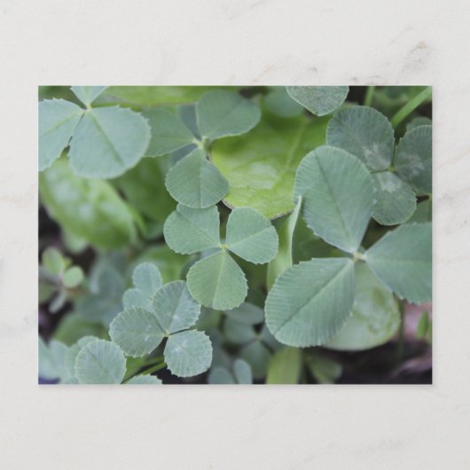 St Pattys Day Clover Mix Briefkaart (Voorkant)